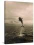 Bottlenose Dolphin Jumping Out of Water-Stuart Westmorland-Stretched Canvas