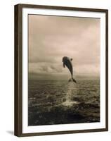 Bottlenose Dolphin Jumping Out of Water-Stuart Westmorland-Framed Premium Photographic Print