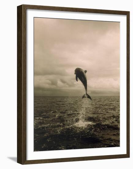 Bottlenose Dolphin Jumping Out of Water-Stuart Westmorland-Framed Premium Photographic Print