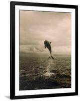 Bottlenose Dolphin Jumping Out of Water-Stuart Westmorland-Framed Photographic Print