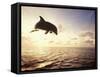 Bottlenose Dolphin Jumping Out of Water-Stuart Westmorland-Framed Stretched Canvas