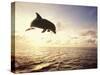 Bottlenose Dolphin Jumping Out of Water-Stuart Westmorland-Stretched Canvas