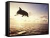 Bottlenose Dolphin Jumping Out of Water-Stuart Westmorland-Framed Stretched Canvas