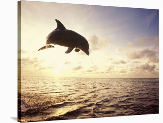 Bottlenose Dolphin Jumping Out of Water-Stuart Westmorland-Stretched Canvas