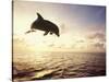 Bottlenose Dolphin Jumping Out of Water-Stuart Westmorland-Stretched Canvas