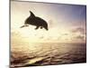 Bottlenose Dolphin Jumping Out of Water-Stuart Westmorland-Mounted Photographic Print
