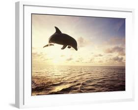 Bottlenose Dolphin Jumping Out of Water-Stuart Westmorland-Framed Photographic Print