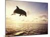 Bottlenose Dolphin Jumping Out of Water-Stuart Westmorland-Mounted Photographic Print