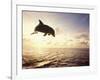 Bottlenose Dolphin Jumping Out of Water-Stuart Westmorland-Framed Photographic Print