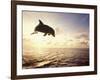 Bottlenose Dolphin Jumping Out of Water-Stuart Westmorland-Framed Photographic Print