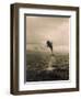 Bottlenose Dolphin Jumping Out of Water-Stuart Westmorland-Framed Photographic Print