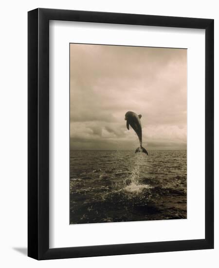 Bottlenose Dolphin Jumping Out of Water-Stuart Westmorland-Framed Photographic Print