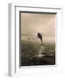 Bottlenose Dolphin Jumping Out of Water-Stuart Westmorland-Framed Photographic Print