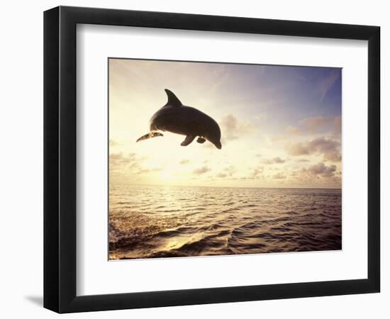 Bottlenose Dolphin Jumping Out of Water-Stuart Westmorland-Framed Photographic Print