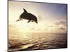 Bottlenose Dolphin Jumping Out of Water-Stuart Westmorland-Mounted Photographic Print