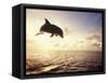 Bottlenose Dolphin Jumping Out of Water-Stuart Westmorland-Framed Stretched Canvas