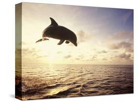 Bottlenose Dolphin Jumping Out of Water-Stuart Westmorland-Stretched Canvas