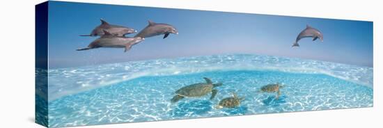 Bottlenose Dolphin Jumping While Turtles Swimming under Water-null-Stretched Canvas