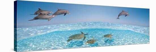 Bottlenose Dolphin Jumping While Turtles Swimming under Water-null-Stretched Canvas