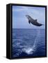 Bottlenose Dolphin Jumping-Stuart Westmorland-Framed Stretched Canvas