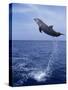 Bottlenose Dolphin Jumping-Stuart Westmorland-Stretched Canvas