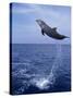 Bottlenose Dolphin Jumping-Stuart Westmorland-Stretched Canvas