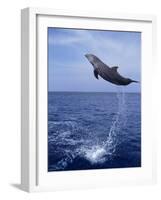 Bottlenose Dolphin Jumping-Stuart Westmorland-Framed Photographic Print