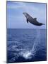 Bottlenose Dolphin Jumping-Stuart Westmorland-Mounted Photographic Print