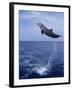 Bottlenose Dolphin Jumping-Stuart Westmorland-Framed Photographic Print