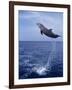 Bottlenose Dolphin Jumping-Stuart Westmorland-Framed Photographic Print