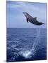 Bottlenose Dolphin Jumping-Stuart Westmorland-Mounted Photographic Print