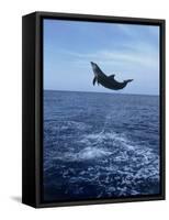 Bottlenose Dolphin Jumping-Stuart Westmorland-Framed Stretched Canvas