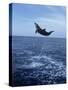 Bottlenose Dolphin Jumping-Stuart Westmorland-Stretched Canvas