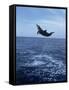 Bottlenose Dolphin Jumping-Stuart Westmorland-Framed Stretched Canvas