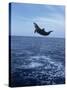 Bottlenose Dolphin Jumping-Stuart Westmorland-Stretched Canvas