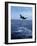 Bottlenose Dolphin Jumping-Stuart Westmorland-Framed Photographic Print