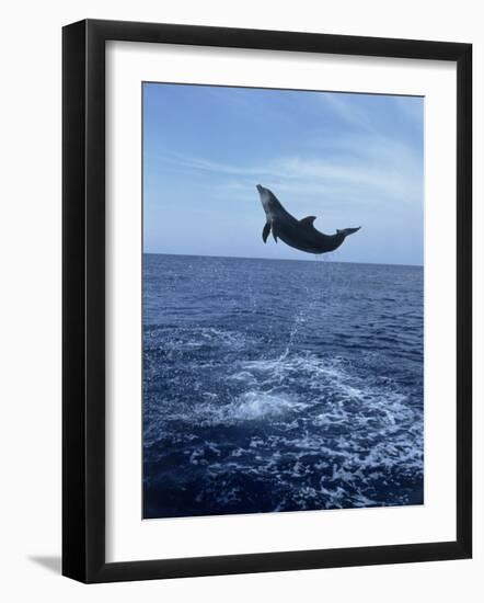 Bottlenose Dolphin Jumping-Stuart Westmorland-Framed Photographic Print