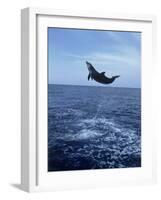 Bottlenose Dolphin Jumping-Stuart Westmorland-Framed Photographic Print