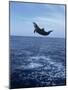 Bottlenose Dolphin Jumping-Stuart Westmorland-Mounted Photographic Print