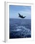 Bottlenose Dolphin Jumping-Stuart Westmorland-Framed Photographic Print