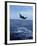 Bottlenose Dolphin Jumping-Stuart Westmorland-Framed Photographic Print