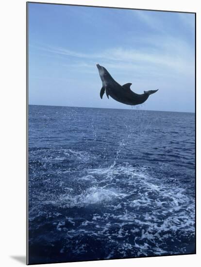 Bottlenose Dolphin Jumping-Stuart Westmorland-Mounted Photographic Print