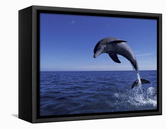 Bottlenose Dolphin Leaping, Bahamas-John Downer-Framed Stretched Canvas