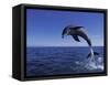 Bottlenose Dolphin Leaping, Bahamas-John Downer-Framed Stretched Canvas