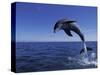 Bottlenose Dolphin Leaping, Bahamas-John Downer-Stretched Canvas