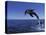 Bottlenose Dolphin Leaping, Bahamas-John Downer-Stretched Canvas