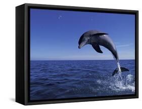 Bottlenose Dolphin Leaping, Bahamas-John Downer-Framed Stretched Canvas