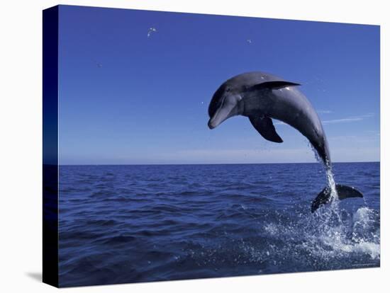 Bottlenose Dolphin Leaping, Bahamas-John Downer-Stretched Canvas