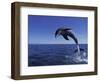 Bottlenose Dolphin Leaping, Bahamas-John Downer-Framed Premium Photographic Print