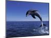 Bottlenose Dolphin Leaping, Bahamas-John Downer-Mounted Premium Photographic Print